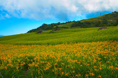 Wild Orange Daylily flowers bloom all over the mountains and fields.の写真素材