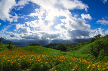 Wild Orange Daylily flowers bloom all over the mountains and fields.の写真素材