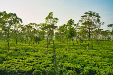 Darjeeling, West Bengal, India.-November 18, 2019: The world-famous Darjeeling tea. On the top of the mountain trees and a lush green tea plantation. The hard-working tea farmers.のeditorial素材