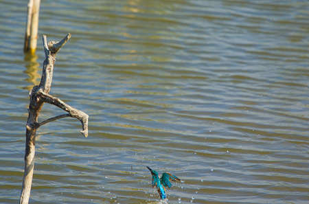 The common kingfisher flew quickly to the water. The Jiading Wetland are rich in grass and ecology. Kaohsiung City, Taiwanの写真素材