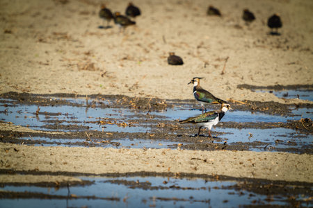Northern Lapwing(shorebird), black and white overall, back shows green gloss. Birds(Vanellus...
