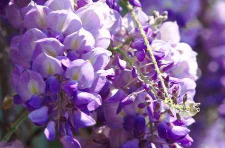 Purple Chinese wisteria is a species of flowering plant in the pea. Hanging purple flowers, Wisteria sinensis (Sims) Sweet. Lishan, Taiwan.の写真素材