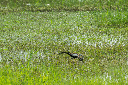 Pheasant-tailed Jacana feeding in a pond with vegetation. Long-tailed bird. Guantian Pheasant-tailed...