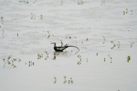 Pheasant-tailed Jacana feeding in a pond with vegetation. Long-tailed bird. Guantian Pheasant-tailed...