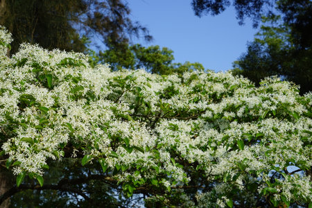 White Oriental plum blossoms are in full bloom. The white and flawless flowers are elegant and clean. Taichung, Taiwan.の写真素材