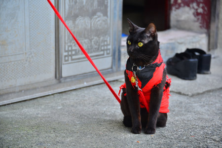 The yellow tabby cat looks into the distance. Houtong Cat Village.  Recommended by CNN as one of the top six cat-watching spots in the world. New Taipei, Taiwanの写真素材