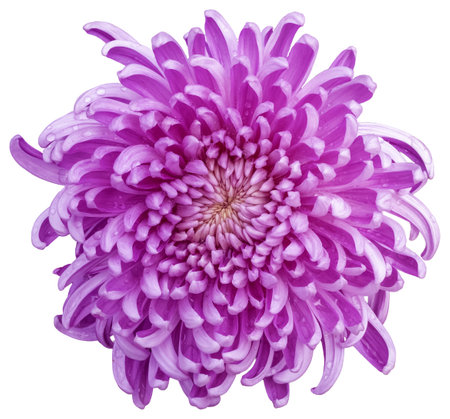 A large chrysanthemum, the flower color is pink and white. Isolated a large flower. Chrysanthemum exhibition. Taiwanの写真素材