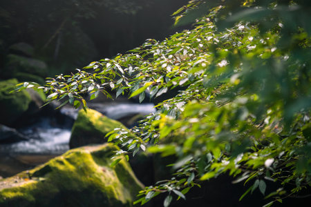 The green leaves slowly sway in the wind. Flowing white stream. The stream and moss-covered rocks are in the background. Wufen Mountain, New Taipei City.の写真素材
