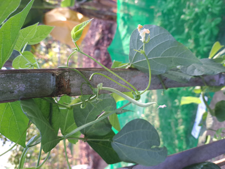 A fresh string bean hanging on a vine. The vine grows around the pole. Orchard for growing...