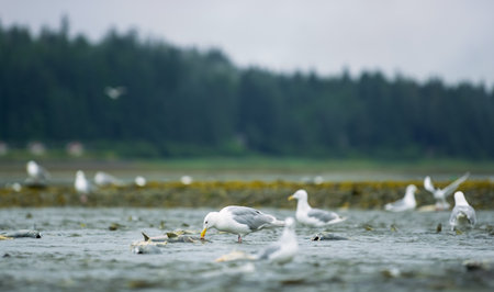 Seagulls shuttle back and forth in the river for food. There's salmon around. Animal food chain as salmon return to freshwater to spawn, Alaska, summer 2017.の写真素材