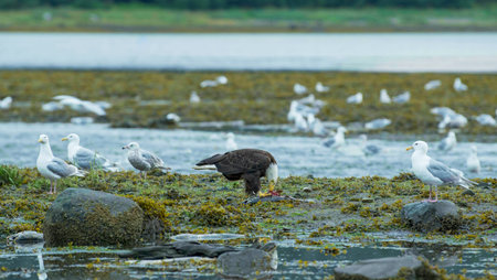 Eagles and seagulls feast on the river. Schools of salmon swim back to spawn. Explorin The Life Cycle of Salmon and Their Predators in Alaska. USA., 2017の写真素材