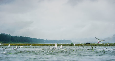 Seagulls shuttle back and forth in the river for food. There's salmon around. Animal food chain as salmon return to freshwater to spawn, Alaska, summer 2017.の写真素材