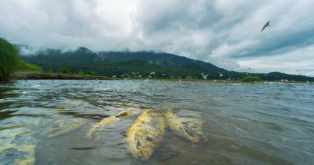 Dead and dying salmon, gulls prey on them. natural ecosystem. Alaskan Salmon Migration: A Journey Full of Challenges and Wonders. USA., 2017の写真素材