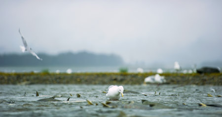 Seagulls shuttle back and forth in the river for food. There's salmon around. Animal food chain as salmon return to freshwater to spawn, Alaska, summer 2017.の写真素材