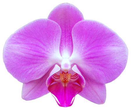 A blooming magenta Phalaenopsis. Beautiful flower bloom is isolated.の写真素材