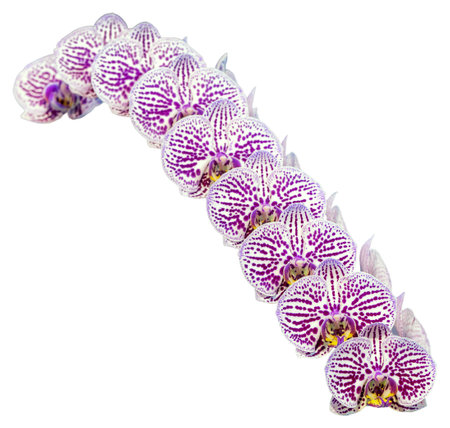 Flower colors are pink, purple and white. An orchid of the genus Phalaenopsis. Close-up of isolated...