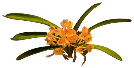 Flower colors are orange, yellow and brown. Vanda aureum - orchid and leaf. Close-up of isolated beautiful plant.の写真素材