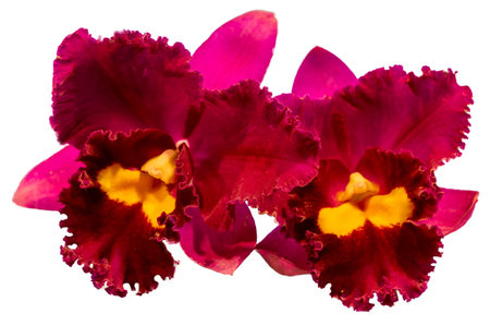 Flower colors are pink, yellow and purple. An orchid of the genus Cattleya. Close-up of isolated beautiful plant.の写真素材