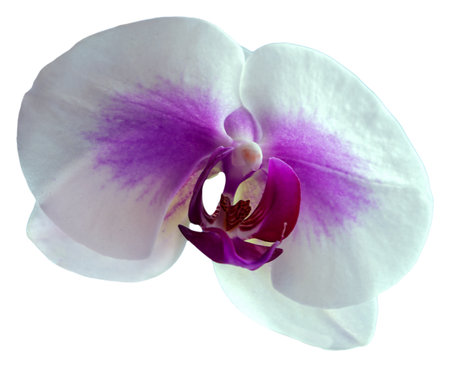 Flower colors are purple, white and yellow. An orchid of the genus Phalaenopsis. Close-up of isolated beautiful plant.の写真素材