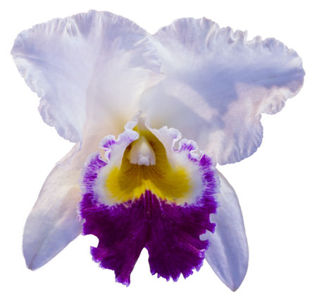 Flower colors are white, yellow and purple. An orchid of the genus Cattleya. Close-up of isolated beautiful plant.の写真素材