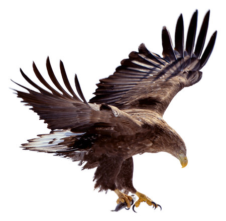 A white-tailed eagle is about to land on the snow. It holds a fish in its claws. Photos of isolated...