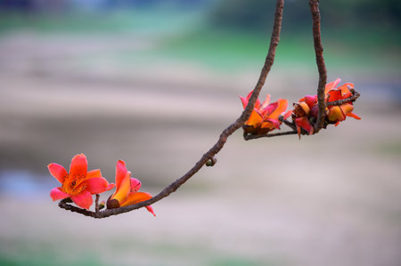 The flowers of the kapok tree are orange and it blooms in the spring. The famous Linchupi Kapok Road. Tainan City, Taiwan.の写真素材