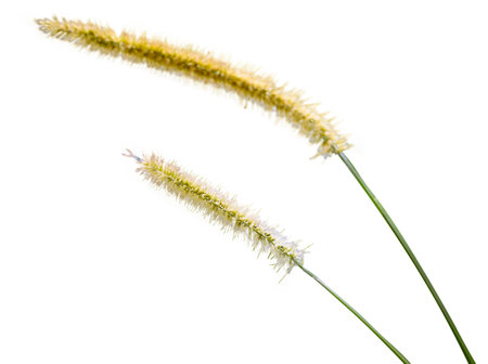 Isolated close-up of a common weed, a green foxtail. Blooming foxtail. Setaria viridis, Green Bristlegrass.の写真素材