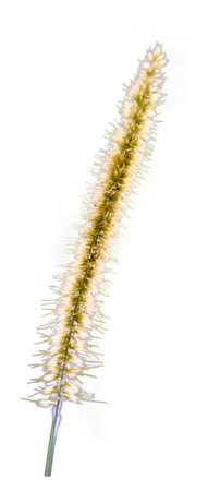 Isolated close-up of a common weed, a green foxtail. Blooming foxtail. Setaria viridis, Green Bristlegrass.の写真素材