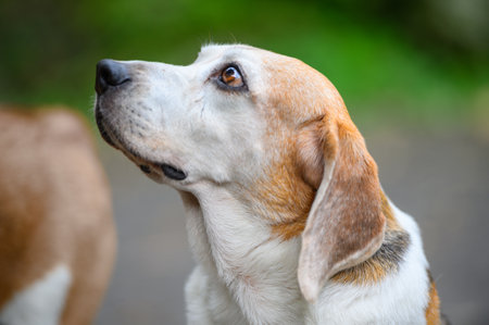 The beagle stood there staring unblinkingly ahead of him. Dog coat colors are white, yellow and black.の写真素材