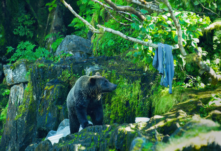 A bear sniffs the rocky shore. Clothes hang on a tree. White fishing net. Alaska's wilderness:...