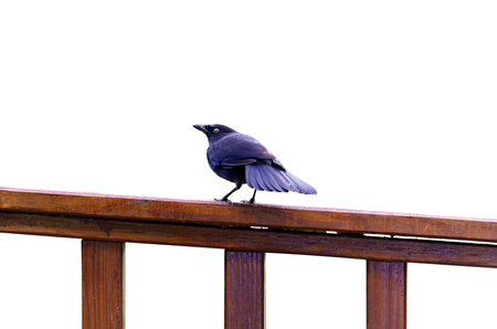 A Taiwan Whistling-Thrush perched on a wooden stand. Isolated. Myophonus insulatingis, Large...