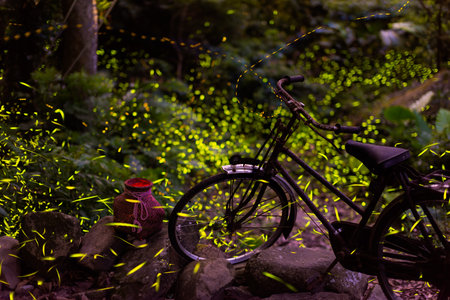 Fireflies flicker and flutter around the fish basket and the old bicycle. They live in places with good ecological environment. Summer breeding season.の写真素材