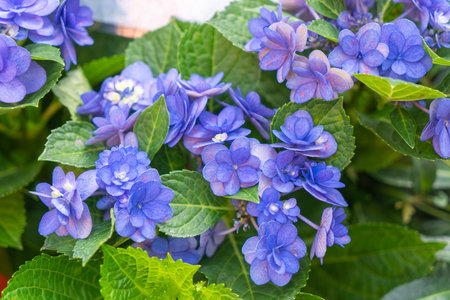 Blooming blue, purple, white hydrangeas in the garden. Shilin Official Residence Hydrangea...