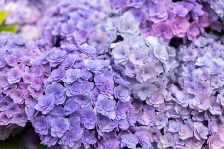 Blooming blue, purple, pink, white hydrangeas in the garden. Shilin Official Residence Hydrangea...