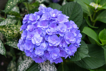 Blooming blue, purple, white hydrangeas in the garden. Shilin Official Residence Hydrangea...