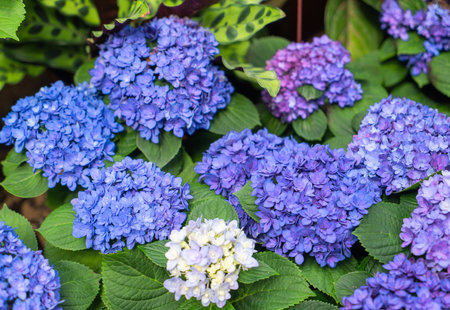 Blooming blue, purple, yellow, white hydrangeas in the garden. Shilin Official Residence Hydrangea...