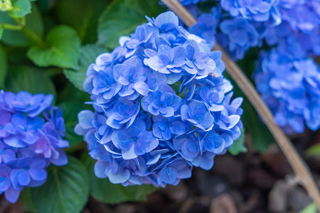 Blooming blue, white hydrangeas in the garden. Shilin Official Residence Hydrangea Exhibition....