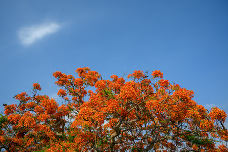 Poinciana flowers are orange and yellow. Both sepals and petals are 5. The flowering of the poinciana is the graduation season of Taiwanese schools.の写真素材