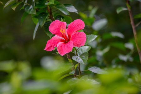The green foliage sets off the beautiful and generous red hibiscus flowers. Serene Ocean Surrounding the Coastal Village of Jiufen in Taiwan.の写真素材