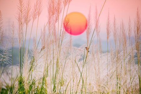 Nature's Tapestry: The White Wild Sugarcane Fields at Riverside in Autumn. Sugarcane grass along the Tseng Wen River at sunset. Digital composite image.の写真素材