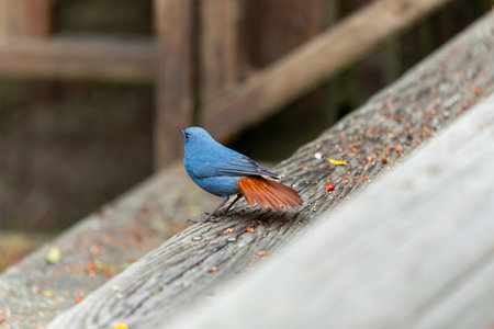 A Plumbeous Redstart(Phoenicurus fuliginosus) stands on a wooden windowsill. Sun-Link-Sea Forest and Nature Resort in Nantou County, Taiwan.の写真素材