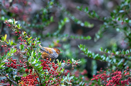 A Taiwan Barwing stands on a pyracantha branch covered with red berries. Sun-Link-Sea Forest and Nature Resort in Nantou County, Taiwan.の写真素材