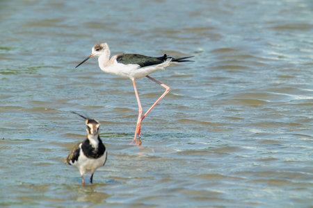 A black-winged stilt and a colorful northern lapwing stand in the water. They all like to feed and rest in shallow wetlands, Yunlin County, Taiwan.の写真素材