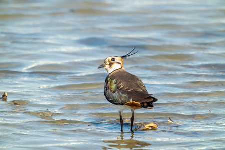 A colorful Northern Lapwing stands in a freshly irrigated field. Vanellus vanellus likes to forage...