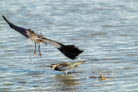 Northern Lapwings quarrel. One is flying, the other is standing in the wetland. Vanellus vanellus likes to forage in peanut fields over the winter, Taiwan.の写真素材