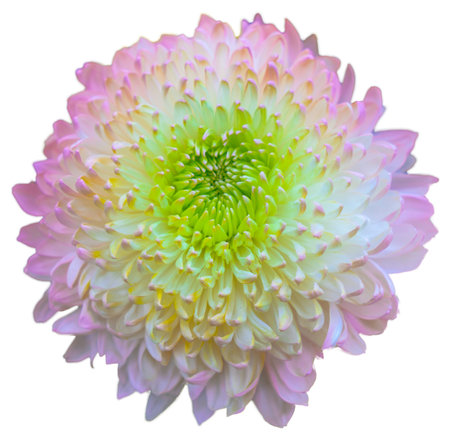 Top view of isolated red, white and pink flowers on white background. Isolate a large flower with clipping path. Taipei Chrysanthemum Exhibition.の写真素材
