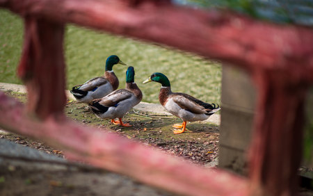 There are 3 mallard ducks on the land next to the pond. The view next to Yuanxingtang Temple. Niuzhuang, Shanhua District, Tainan City.の写真素材