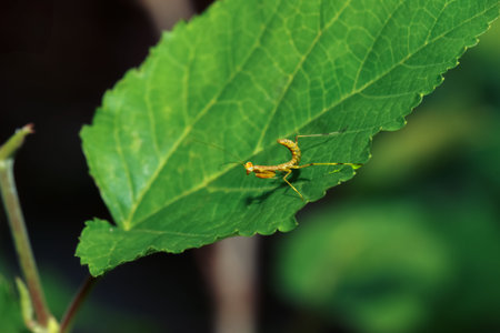 A close-up of a bright, colorful Hierodula patellifera nymph showcasing its intricate body details.の写真素材