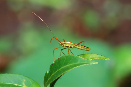 A detailed capture of a Leptocorisa oratoria showingcasing its slender body and long antennae.の写真素材