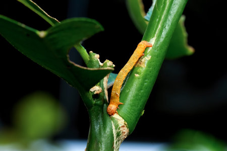 A close-up of a bright orange Milionia basalis caterpillar crawling on a green stem, showing its...